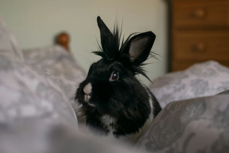a close up of a small black bunny laying on a bed