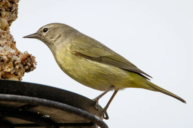 a bird sits on top of a plant in front of the sky