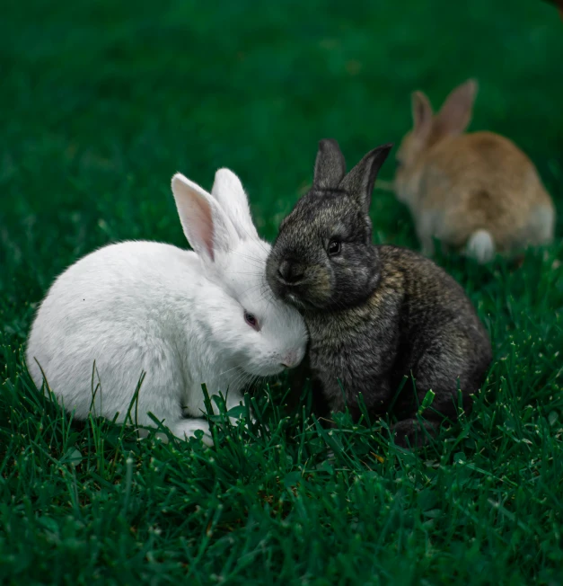 two bunnies sitting next to each other in the grass