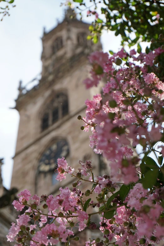 the tower of an old church is in front of a tree with pink flowers