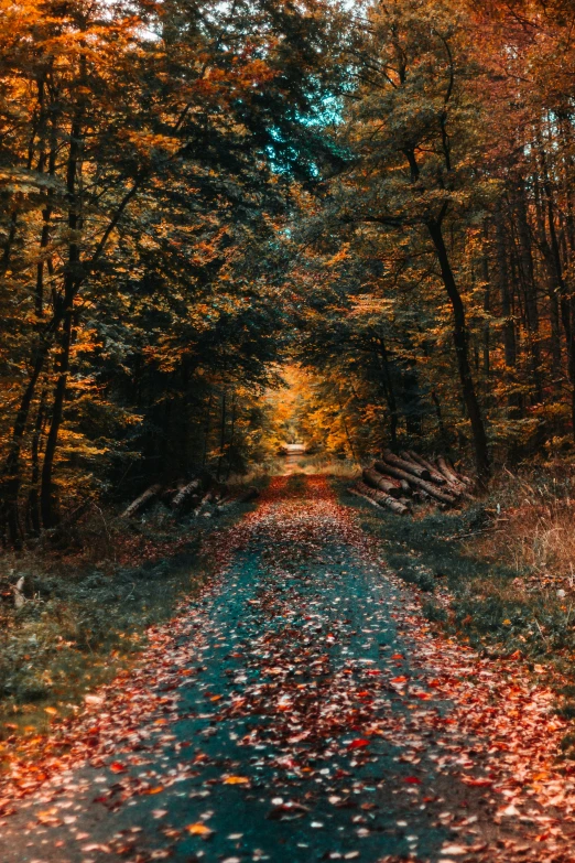 an empty dirt road lined with autumn leaves