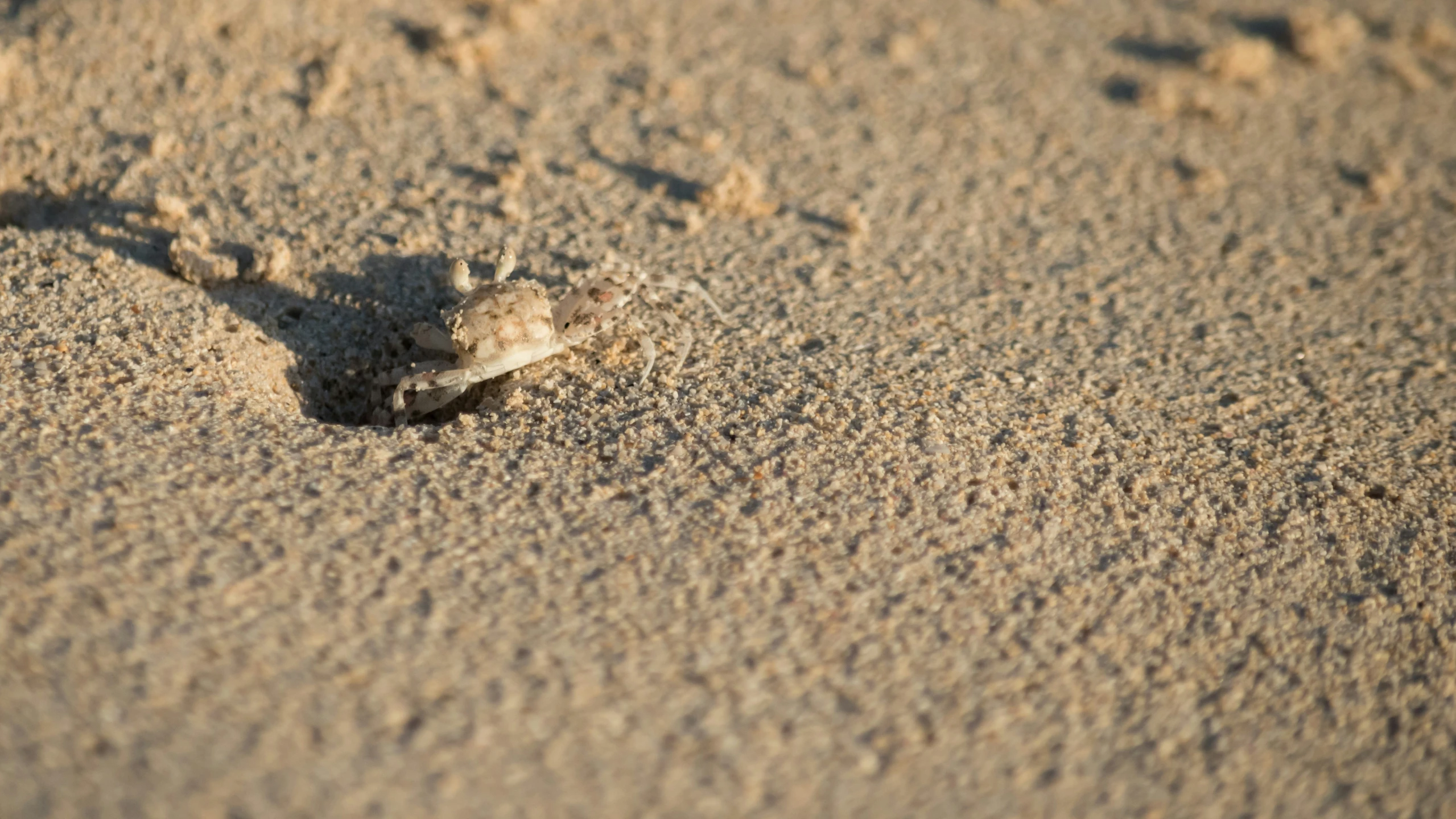 a sand beach with several small footprints and an object embedded in it