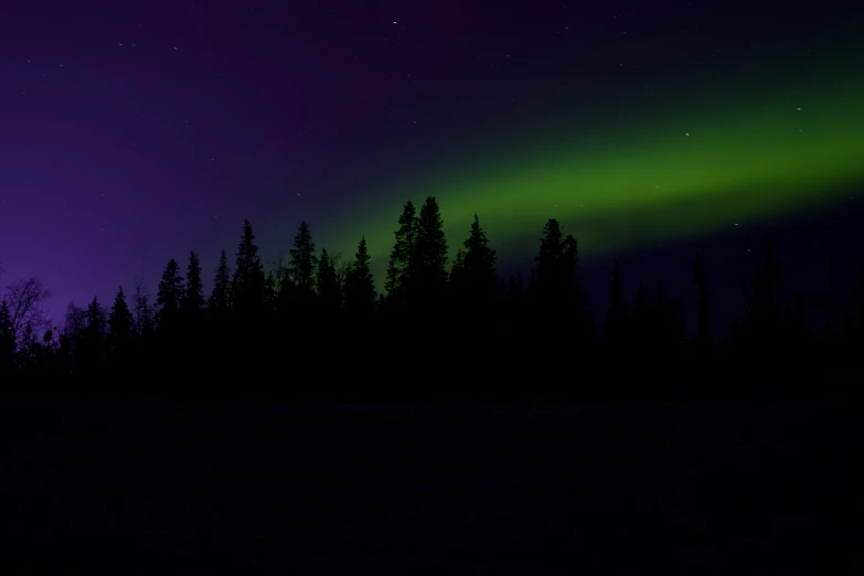 a tree line with an aurora behind it