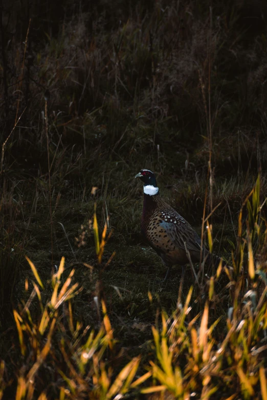 a large bird with long bill stands in the grass