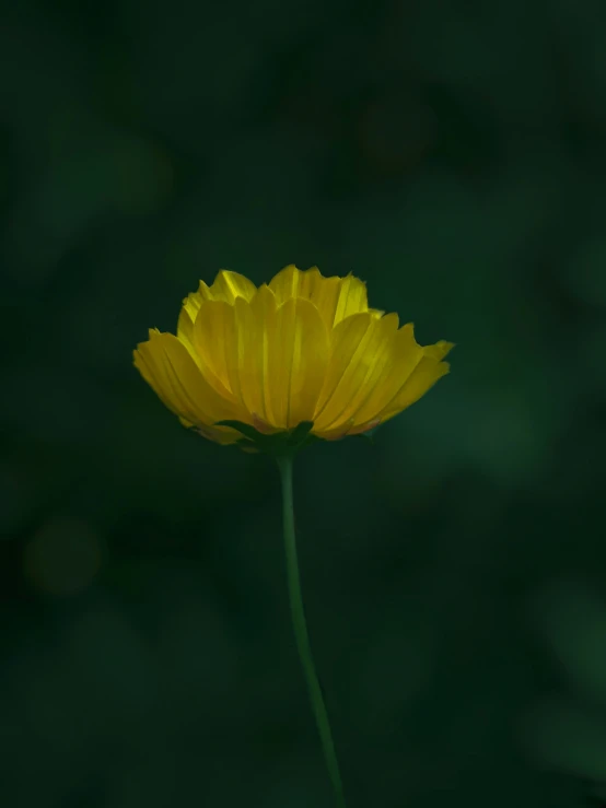 a single yellow flower in the middle of the day