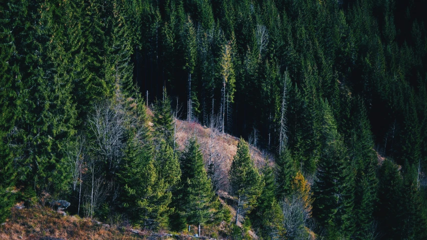 some trees near by and on top of a hill