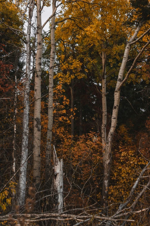 a group of tall trees in the woods