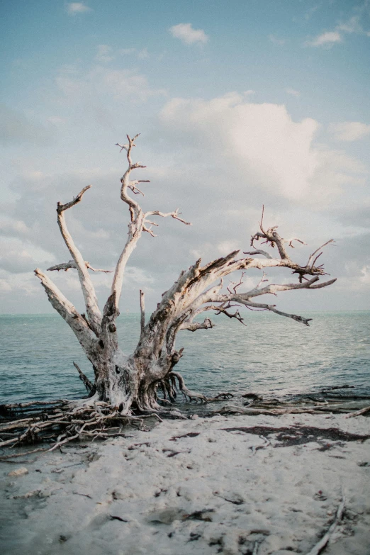 a dead tree on the sand at the water's edge