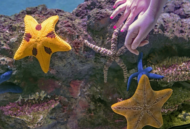two different colored sea stars on top of a rock