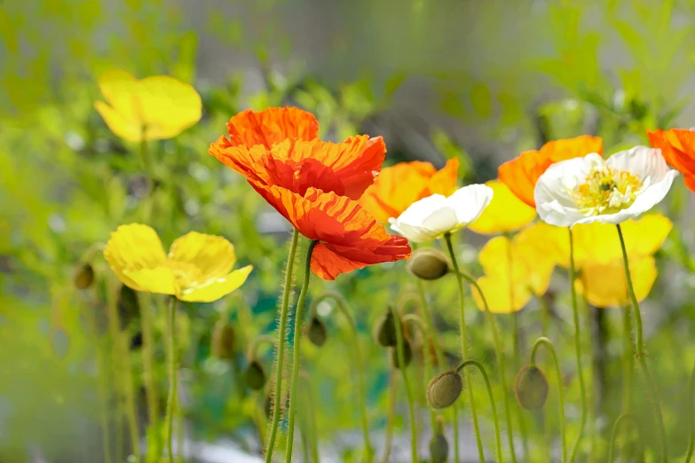 colorful flowers in an open field surrounded by tall grass