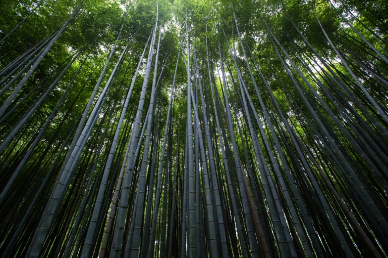 a tall green bamboo tree standing next to the sky