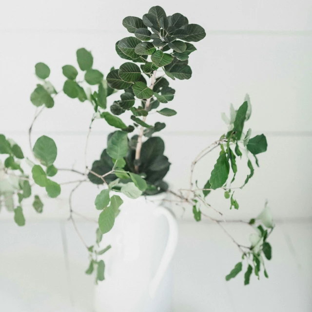 a white vase filled with lots of green leaves