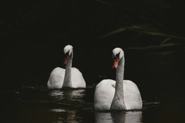 two swans are floating in the water together