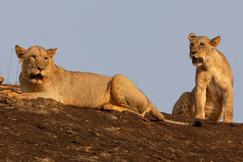 two young lion cubs sitting on top of a hill