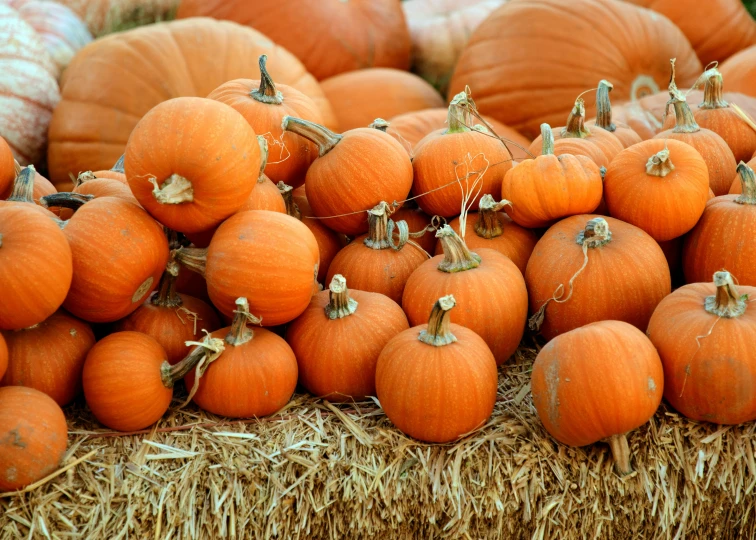 a display of orange pumpkins for sale on a hay - cob