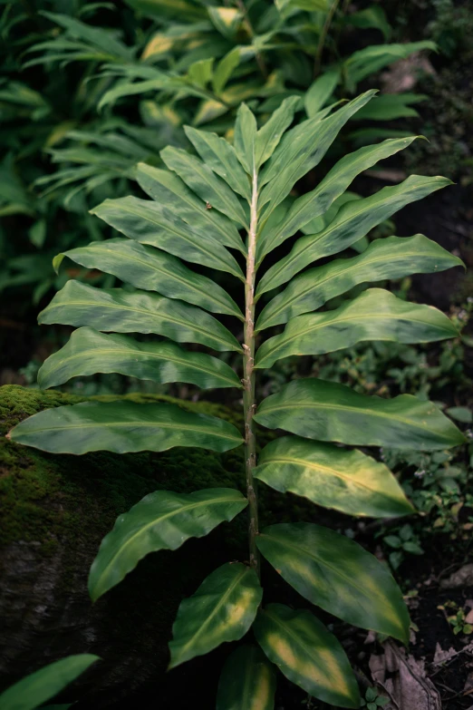 a fern leaf and green plants in the woods