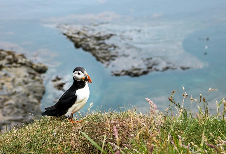 a black and white bird is on some green grass