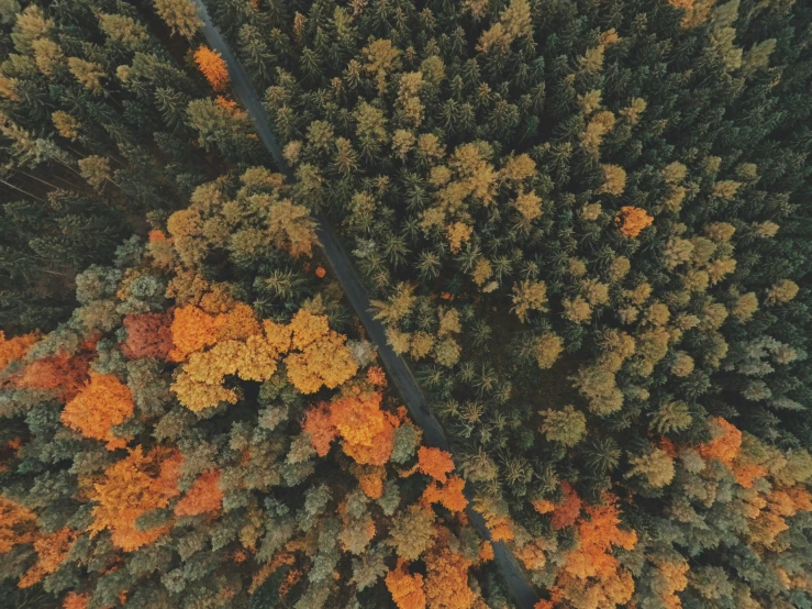 aerial view looking down into the canopy of trees