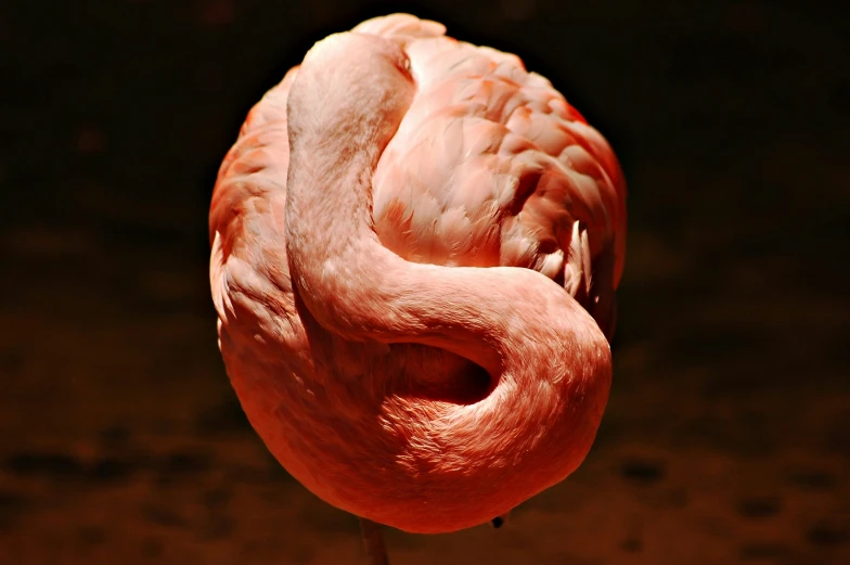 pink flamingo looking down while standing in the dark