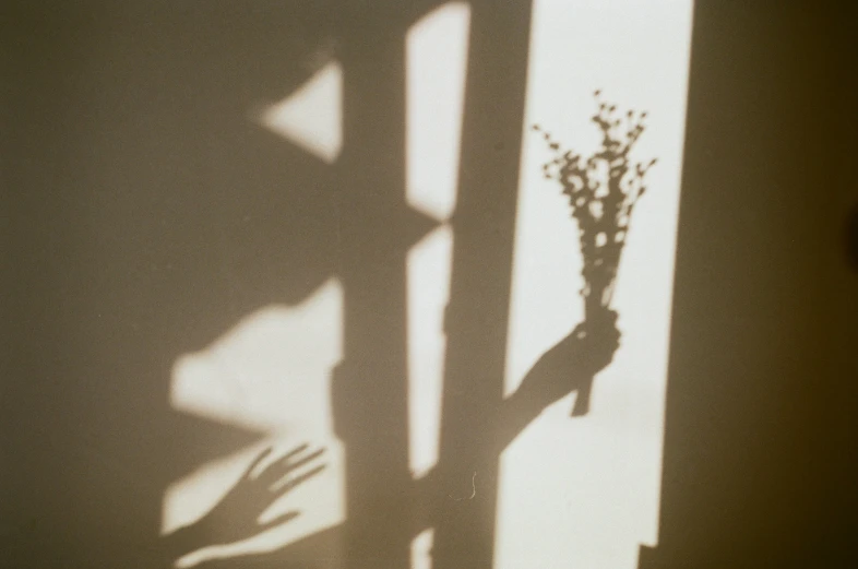 a flower growing out of the shadow of a wall