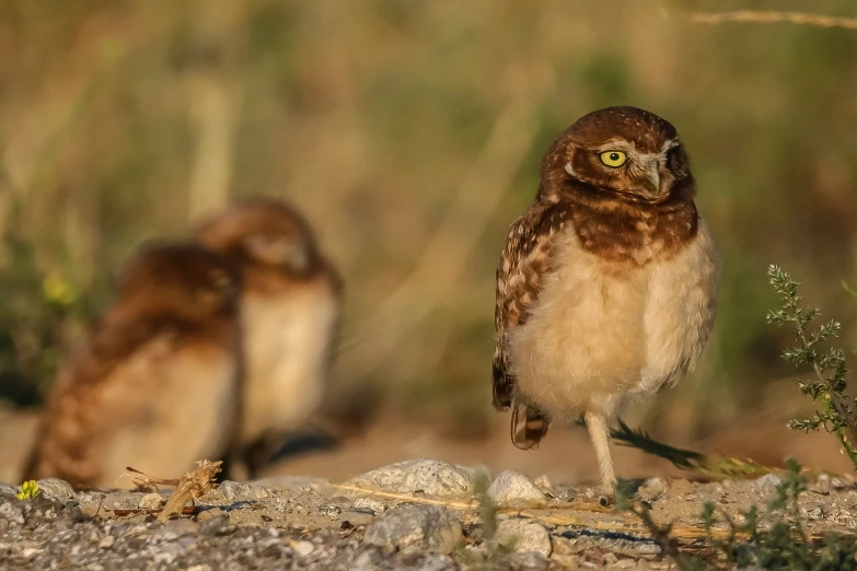 a small bird stands on rocks outside