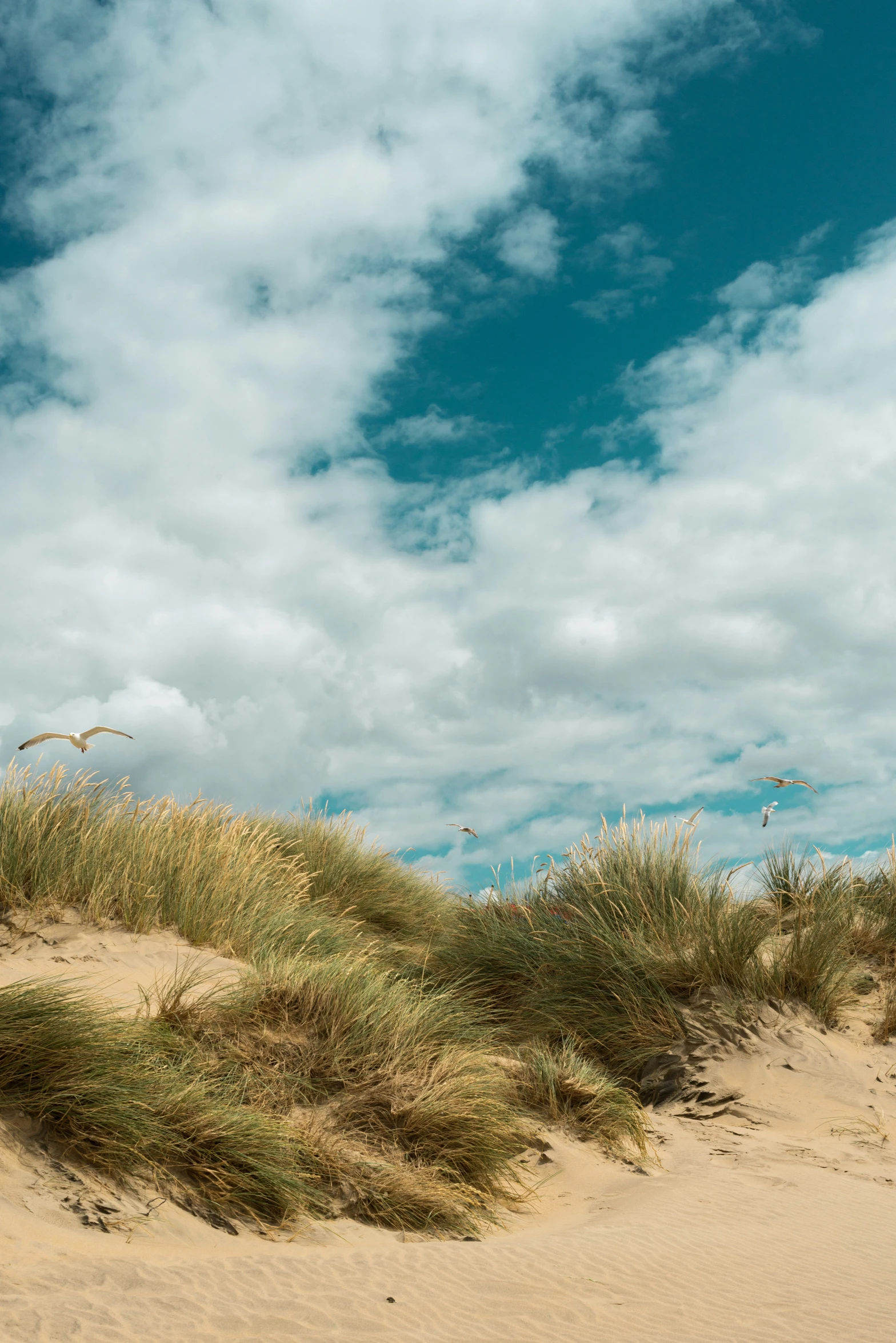 sand dune with grass on either side and seagulls flying over