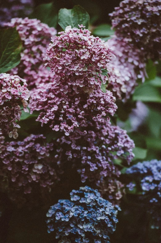 a group of purple flowers sitting on top of a lush green leaf covered field