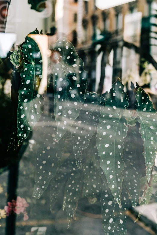 the reflection of a window with flowers and potted plants behind it