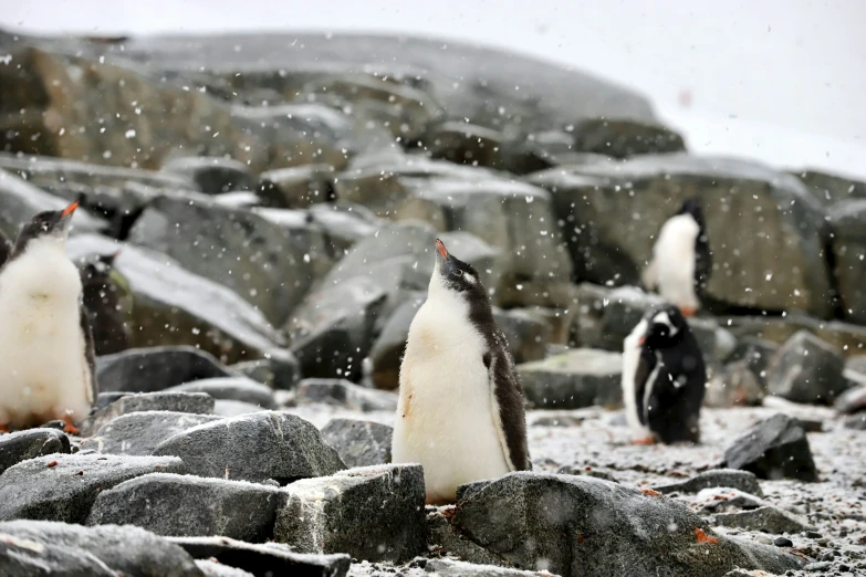 some penguins are walking together by some rocks