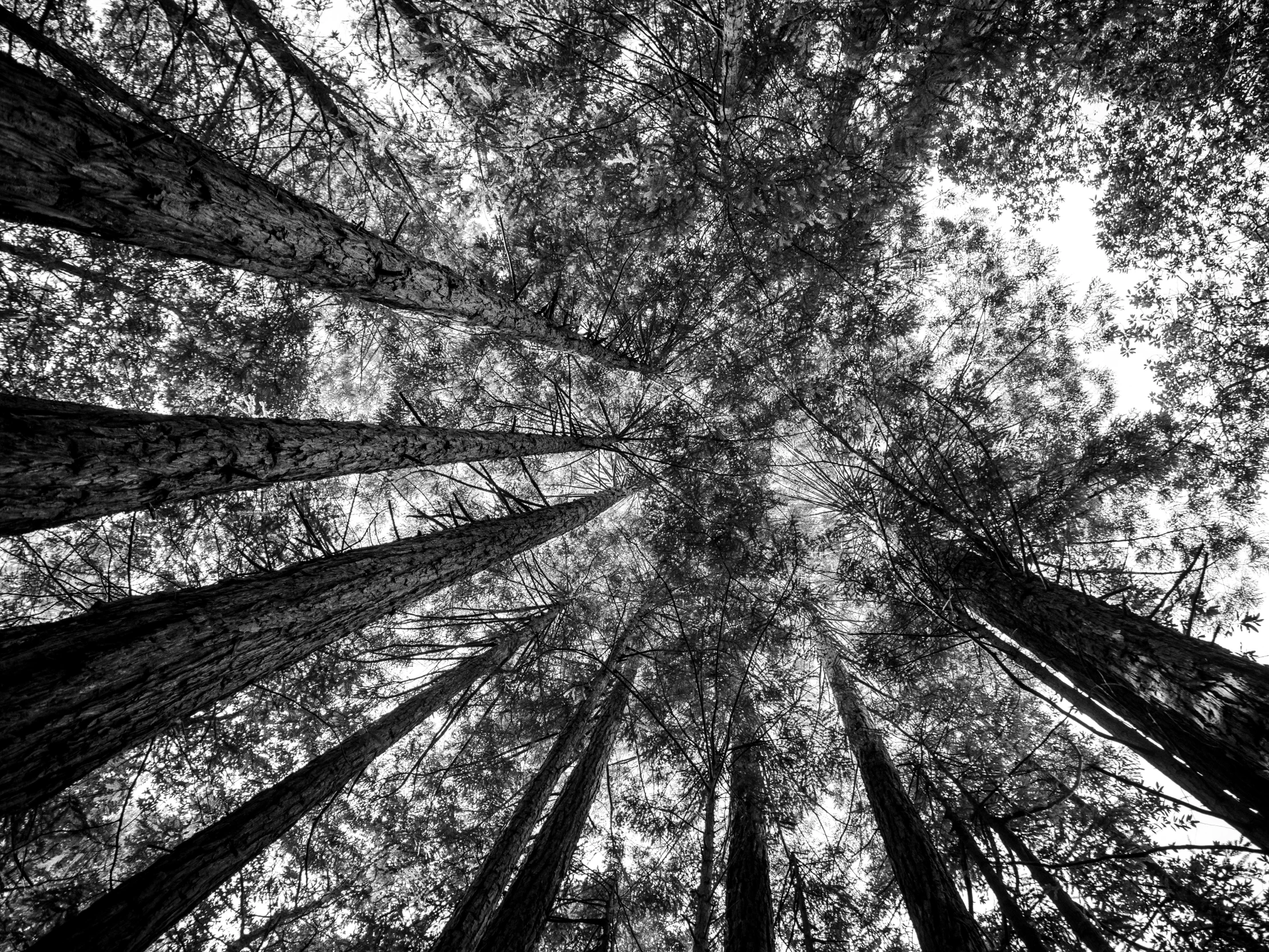 an abstract pograph of tall trees
