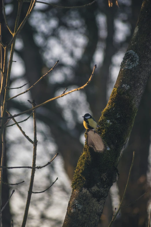a bird perched on top of a mossy nch