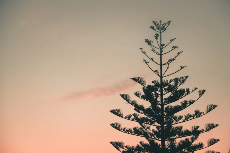 the silhouette of a pine tree with clouds in the distance