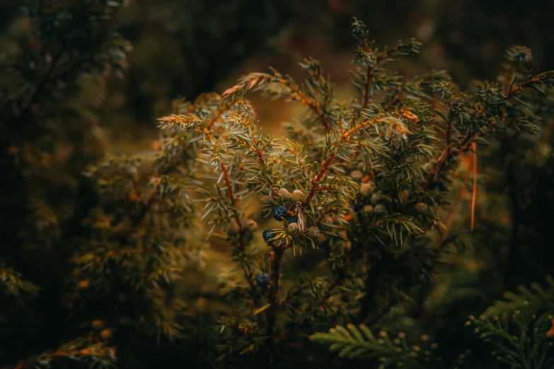 a small patch of plants with lots of leaves