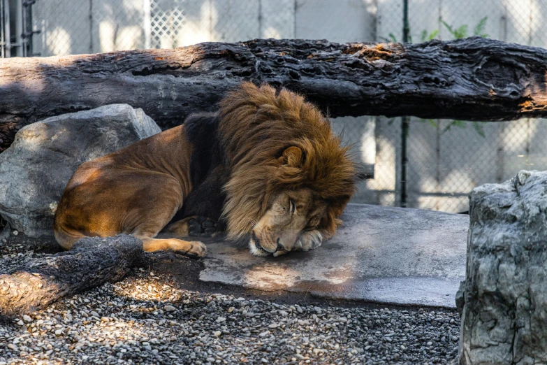 a big pretty lion laying under a tree