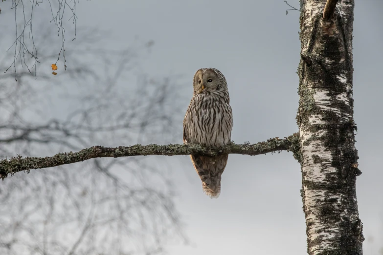 the owl is perched on the tree limb