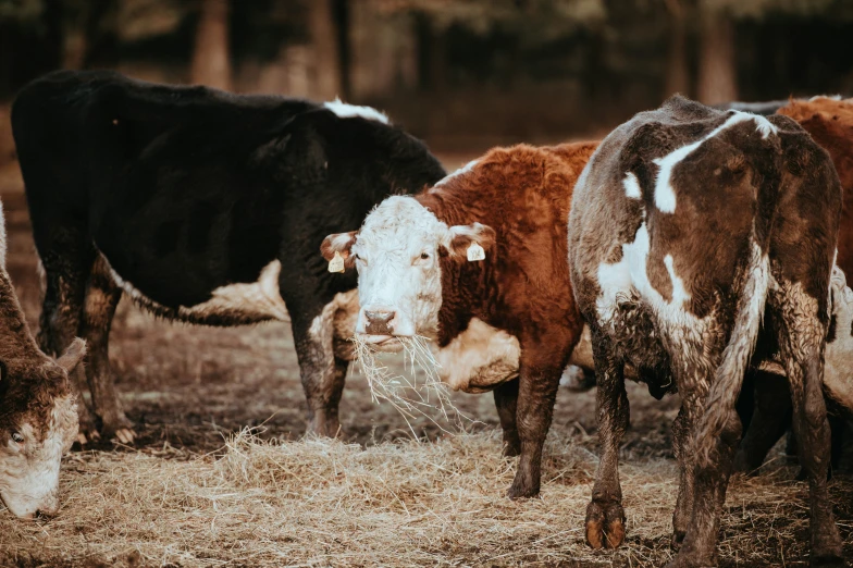 a herd of cows grazing on grass with trees in the background