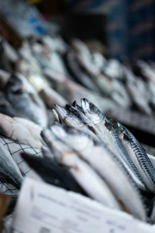 fish are placed on paper, in rows