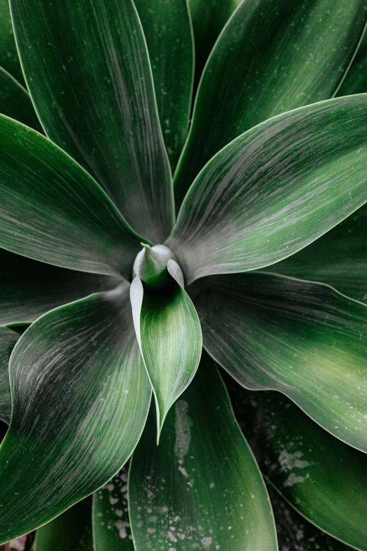 a green plant with white stripes in the middle