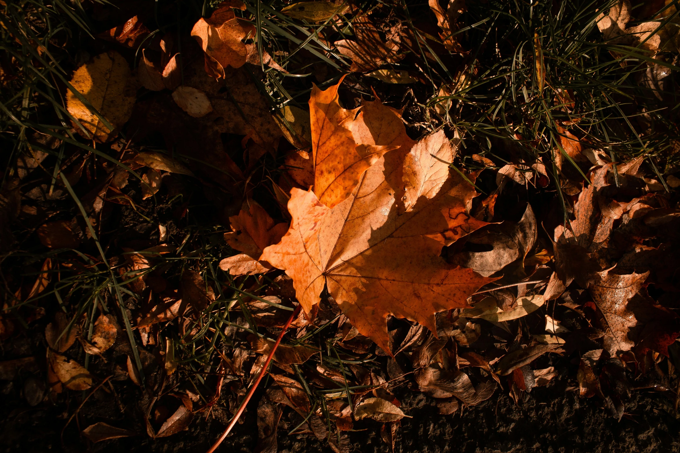 a single brown maple leaf on the ground