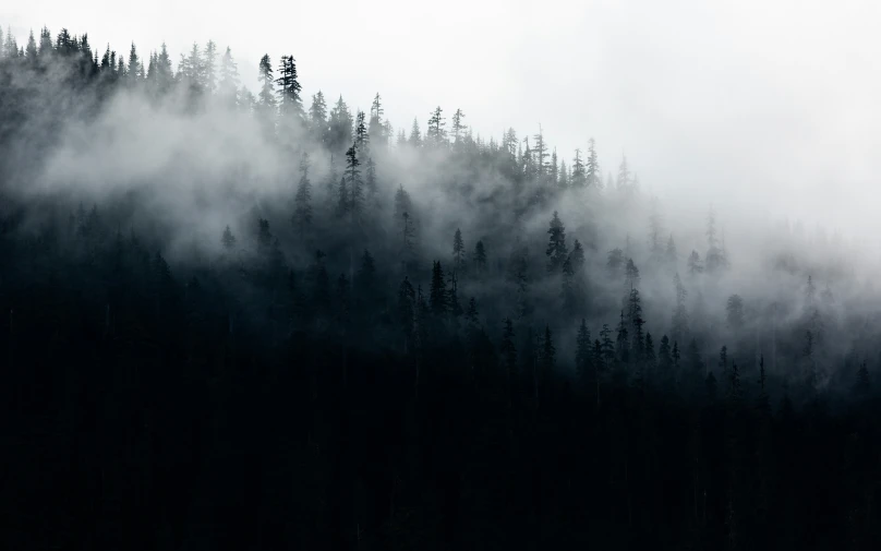 a dark forest covered in fog and trees