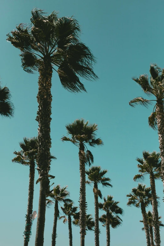 many palm trees are lined up with a sky background