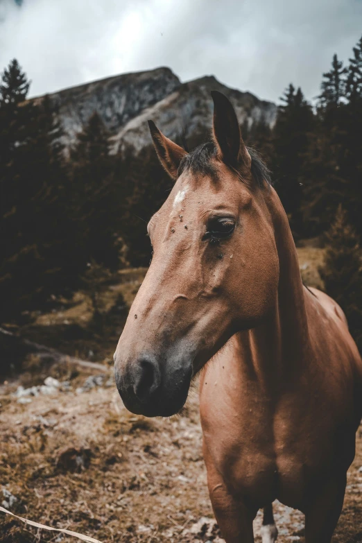 a horse is shown in a po taken from the front