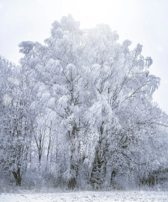 a snow covered tree in front of a white background