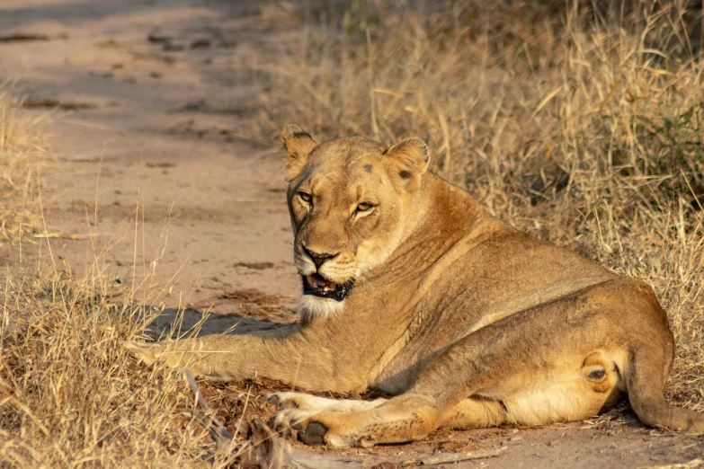 a lion laying on the ground near some dry grass