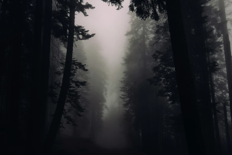 a path in a misty forest leading towards the camera