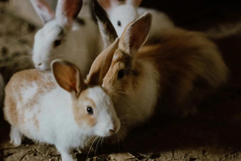 a group of small rabbits in a cage