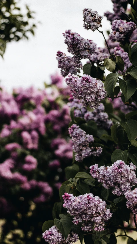 some lilacs in bloom are all over the place