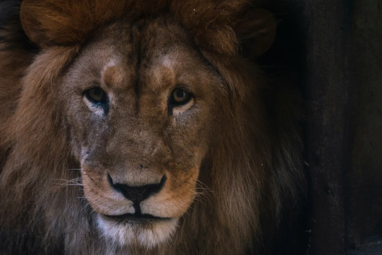 a large adult lion sits looking at the camera