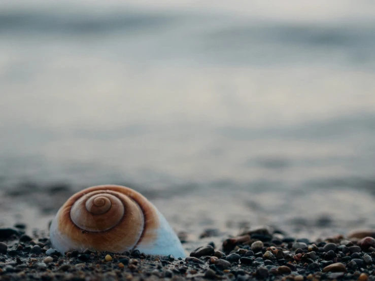 an animal shell is sitting on the ground