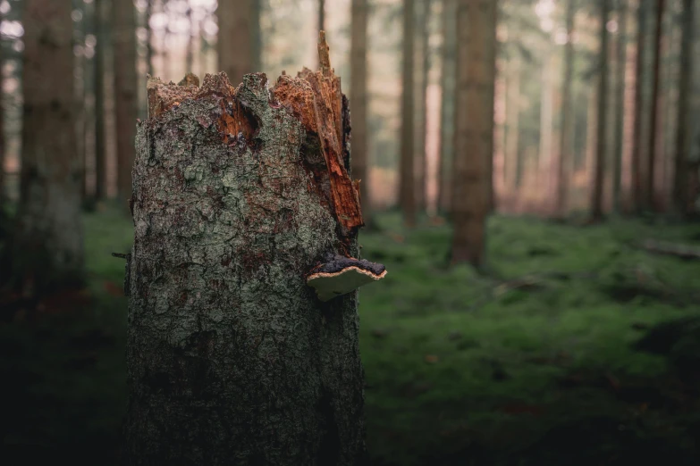 the bark on this tree looks like an anthroroma